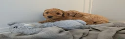 Miniature Poodle dogs for sale: KC Registered Red & Apricot Miniature Poodles - Advert 6