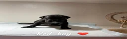 Cane Corso dogs for sale: CANE CORSO PUPPIES. 🐾🐾VIEWINGS NOW WELCOME🐾🐾 - Advert 10
