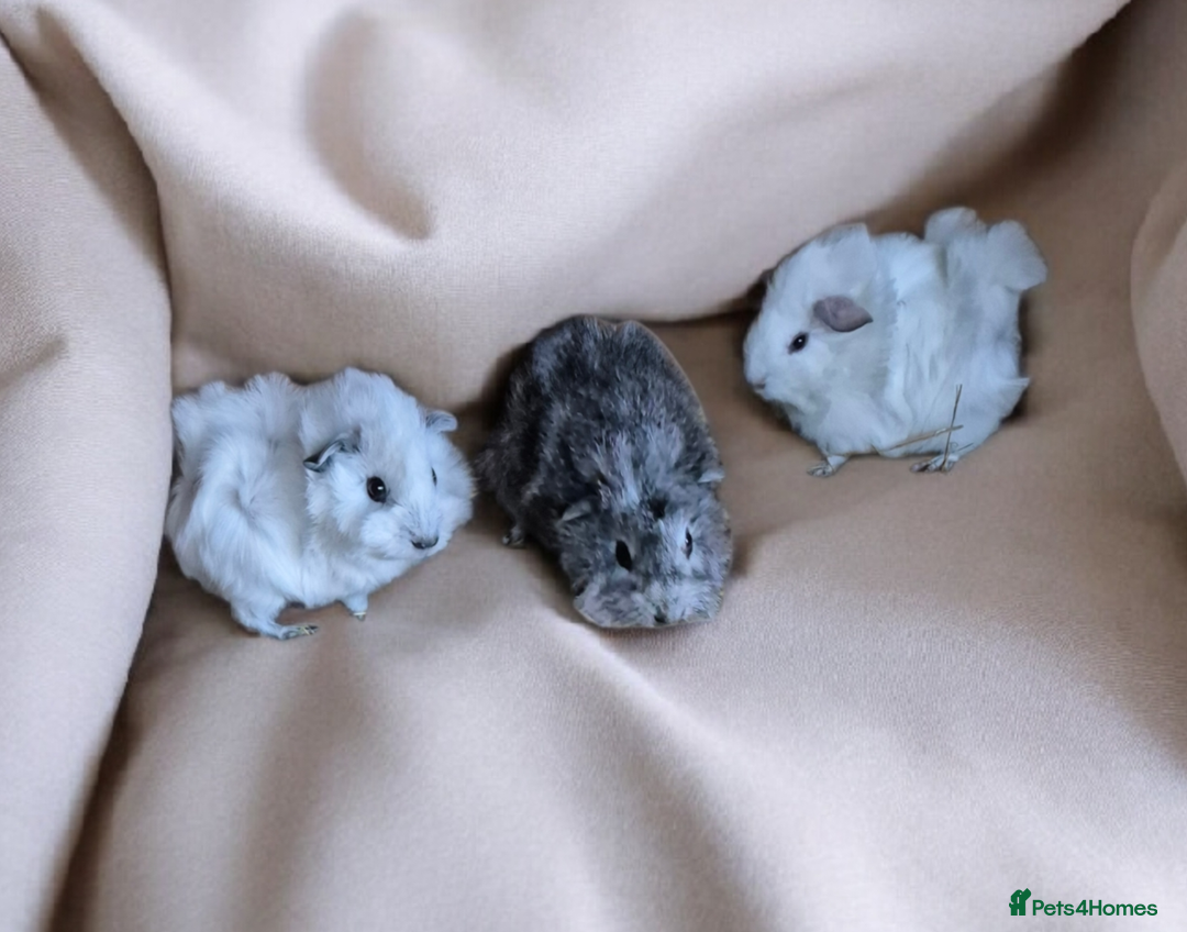 Guinea Pig rodents for sale: Baby Funky Californian Guinea Pigs Male & Female - Advert 3