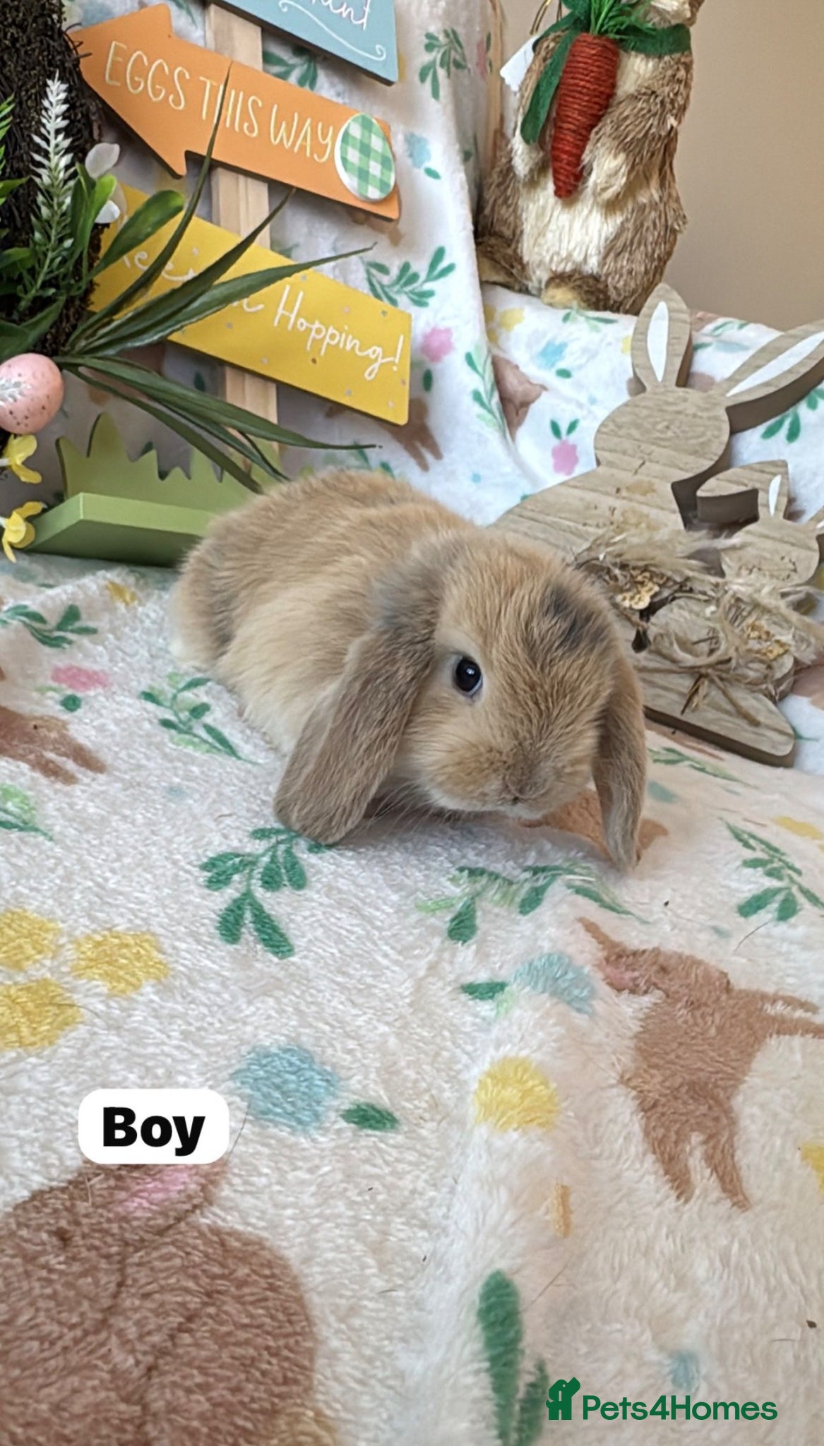 Mini Lop rabbits ✨ Mini Lop Bunnies For Sale ✨  - Advert 11