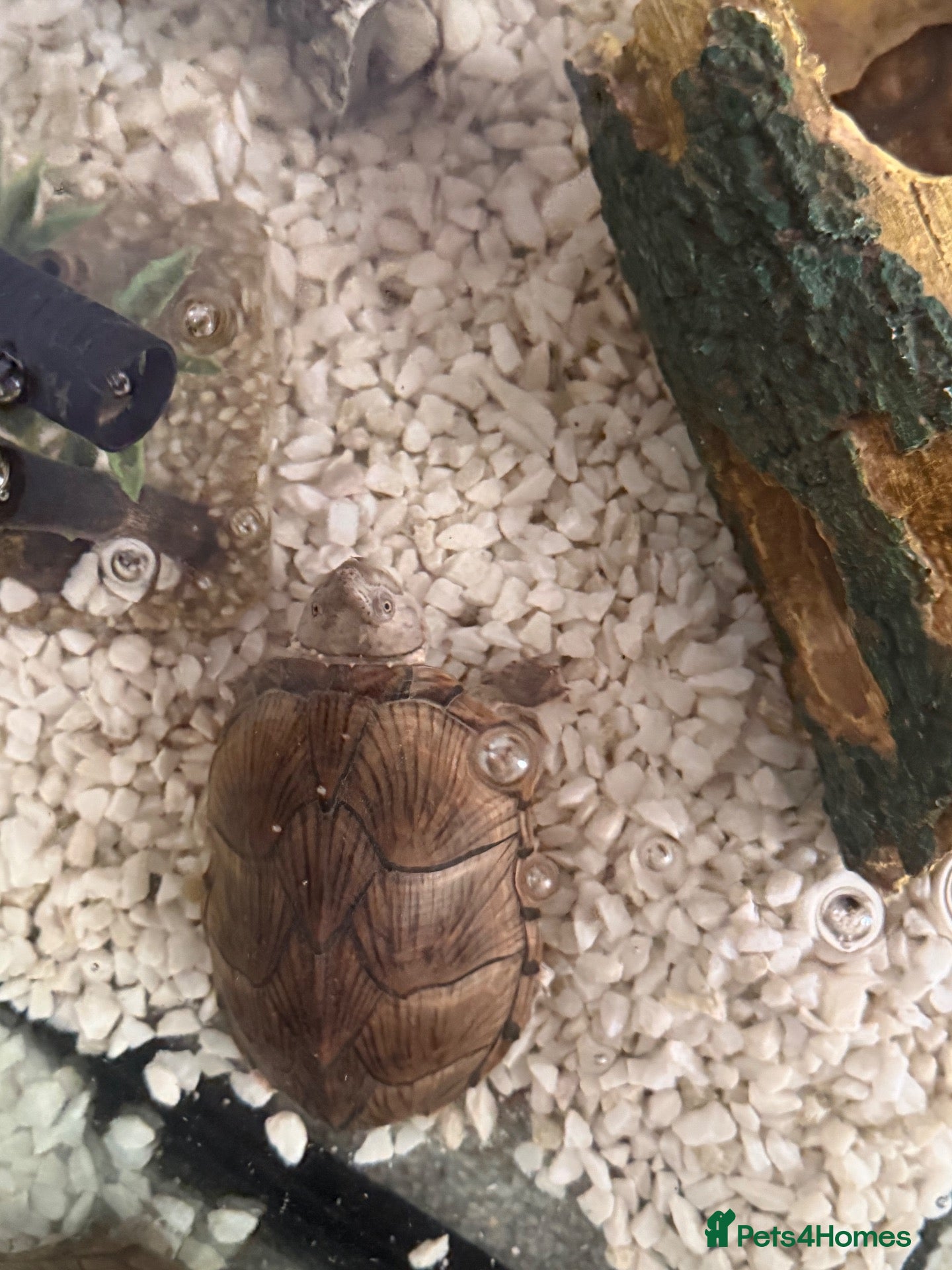 Turtle reptiles Musk turtle for sale  - Advert 1
