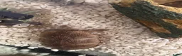 Turtle reptiles for sale: Musk turtle for sale  in Edinburgh - Advert 1