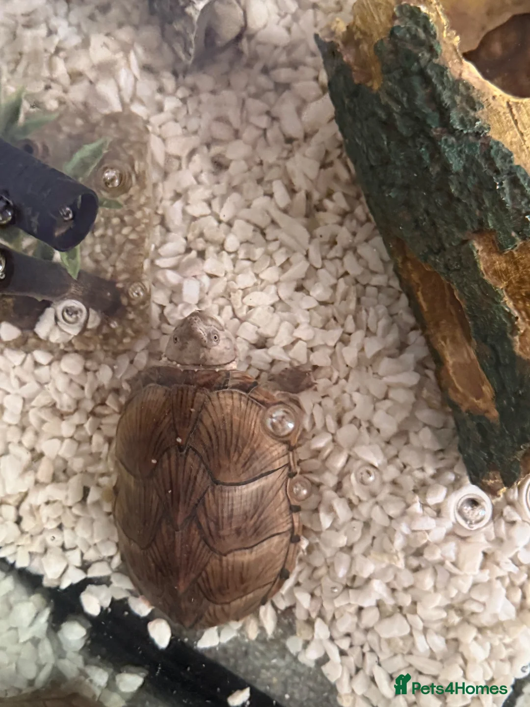 Turtle reptiles for sale: Musk turtle for sale  in Edinburgh - Advert 1