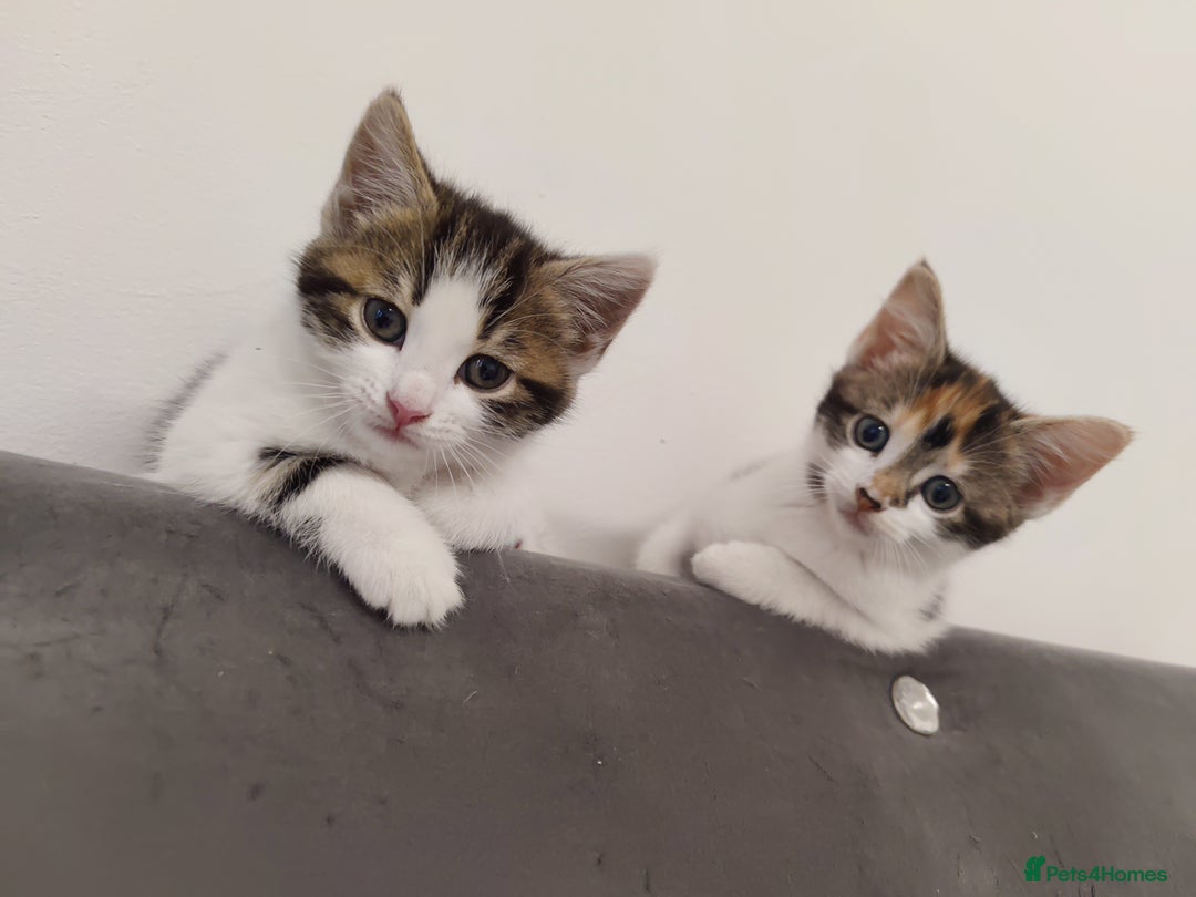 European cats for sale: 😻 2 beatiful female kittens ❗ - Image 1