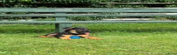 German Shepherd dogs for stud: Stunning 2.5yo Working line German Shepherd stud in Chesterfield - Advert 9