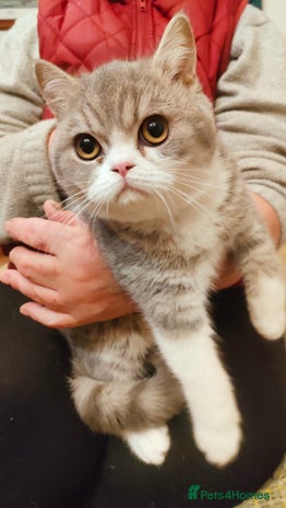 Exotic cats Exotic shorthair boy available - Advert 3