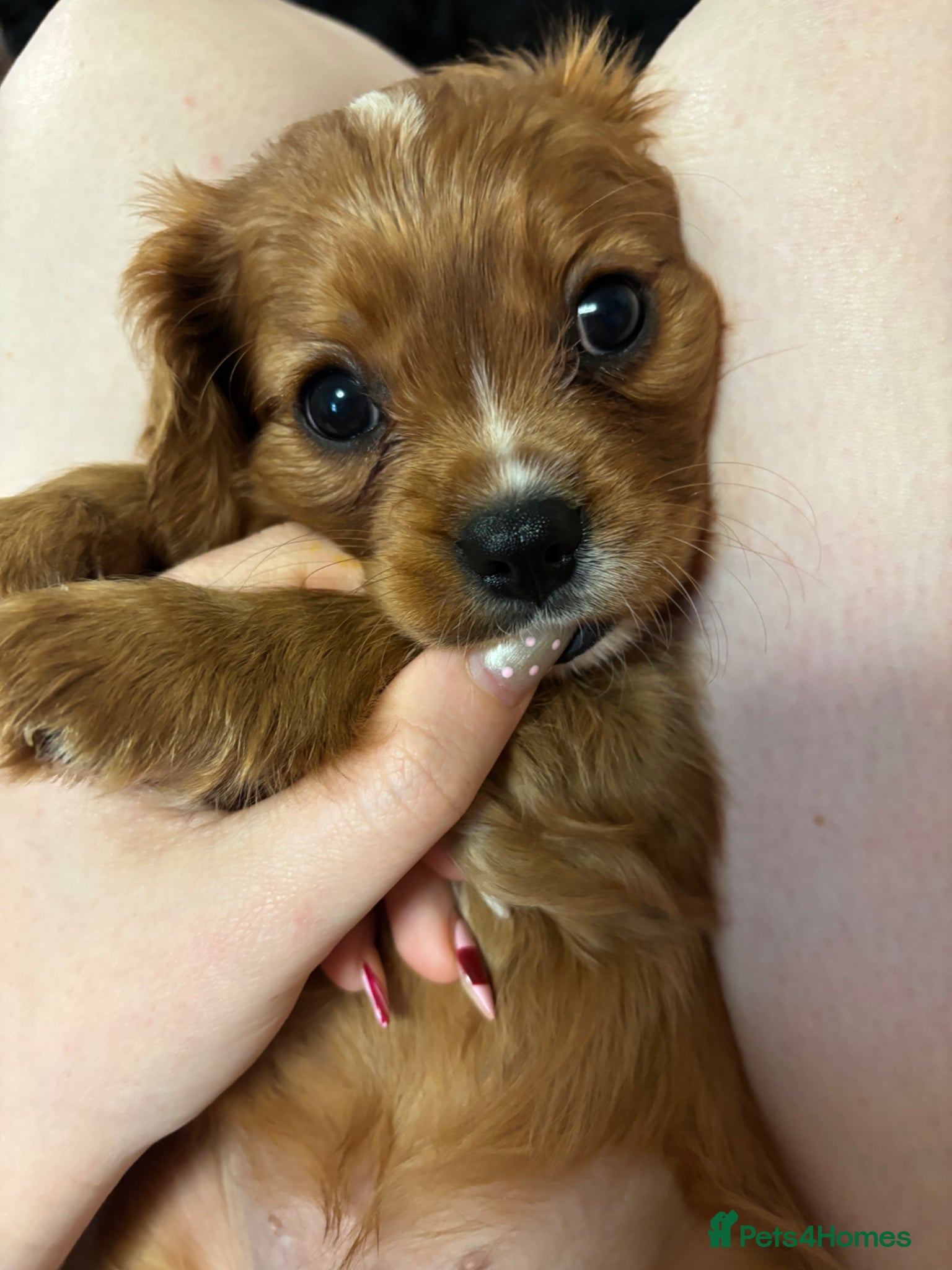Cavalier King Charles Spaniel dogs Absolutely beautiful King Charles Cavalier puppies - Advert 1