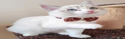 Ragdoll cats for sale: GCCF REGISTERED BEAUTIFUL RAGDOLLS KITTENS  - Advert 5