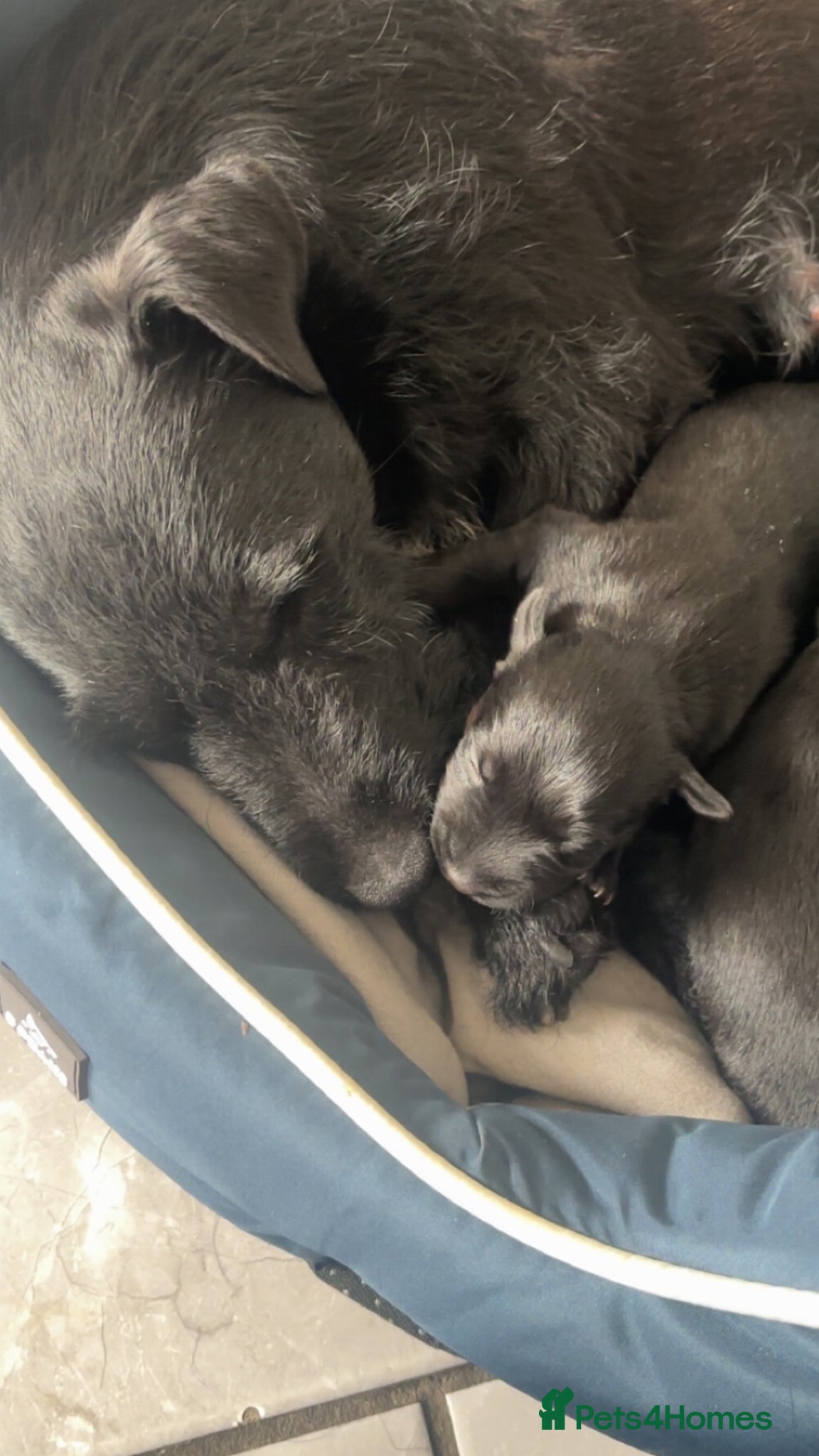 Patterdale Terrier dogs for sale: PURE Patterdale Terrier  - Advert 1