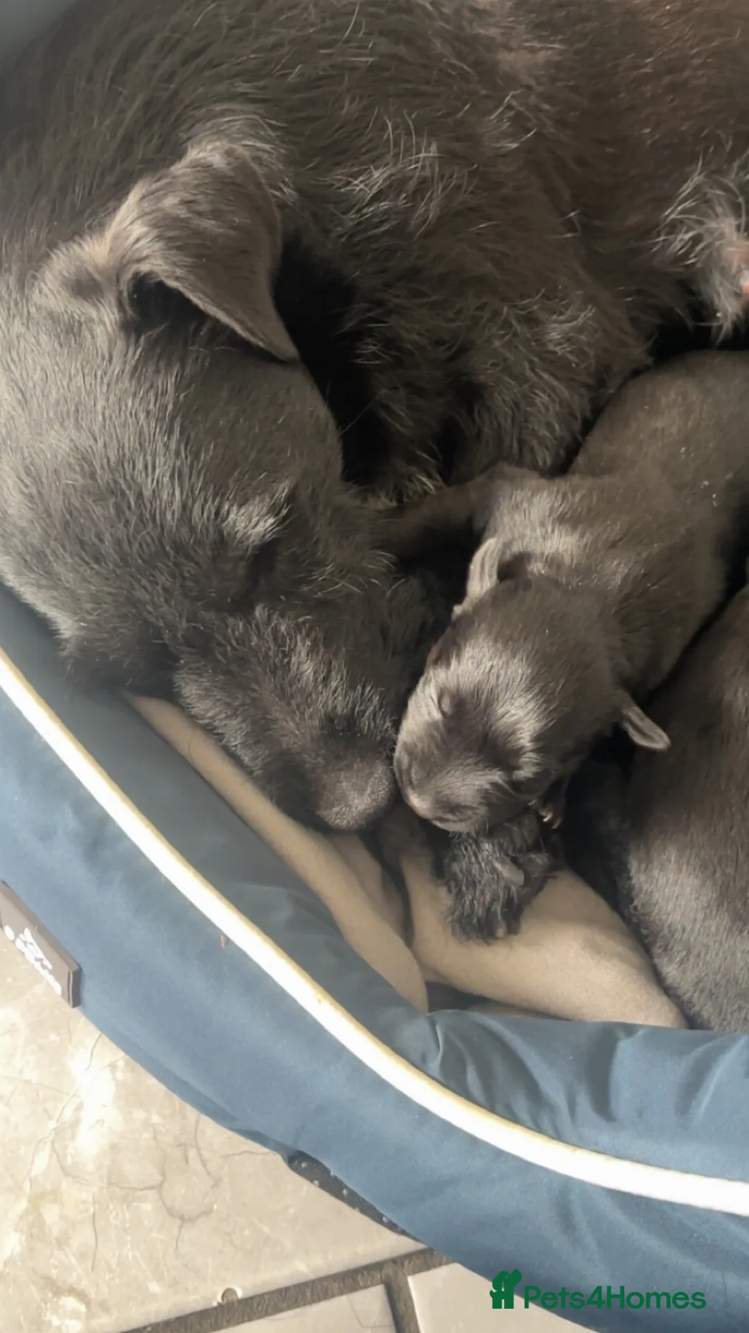 Patterdale Terrier dogs for sale: PURE Patterdale Terrier  in Burnley - Advert 1