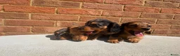 Miniature Dachshund dogs for sale: Champion bloodline miniature long haired dachshund - Advert 11