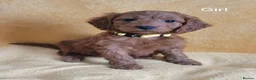 Cockapoo dogs for sale: RED SHOW COCKAPOO PRA CLEAR in Coalville - Advert 10