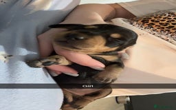 Dachshund dogs for sale: Dachounds - Image 4