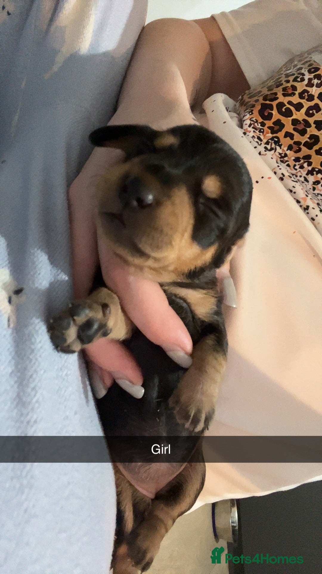 Dachshund dogs for sale: Dachounds - Image 4