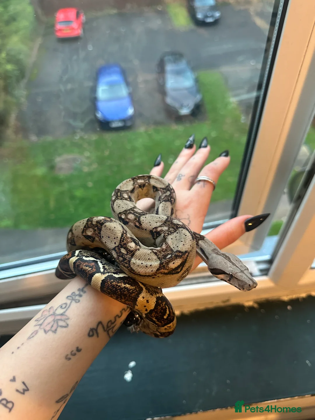 Boa Snake reptiles for sale: Boa constrictor  - Advert 5