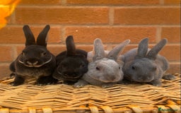 Rex rabbits for sale: Female & male otter/BEW mini rex rabbits  - Image 2