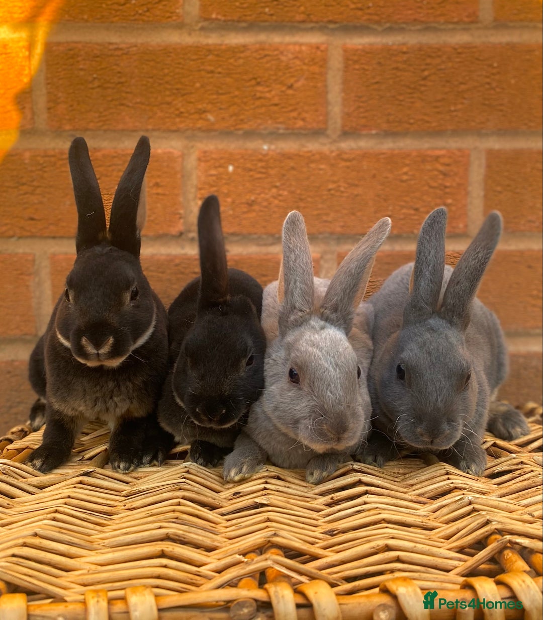 Rex rabbits for sale: Female & male otter/BEW mini rex rabbits  - Image 2