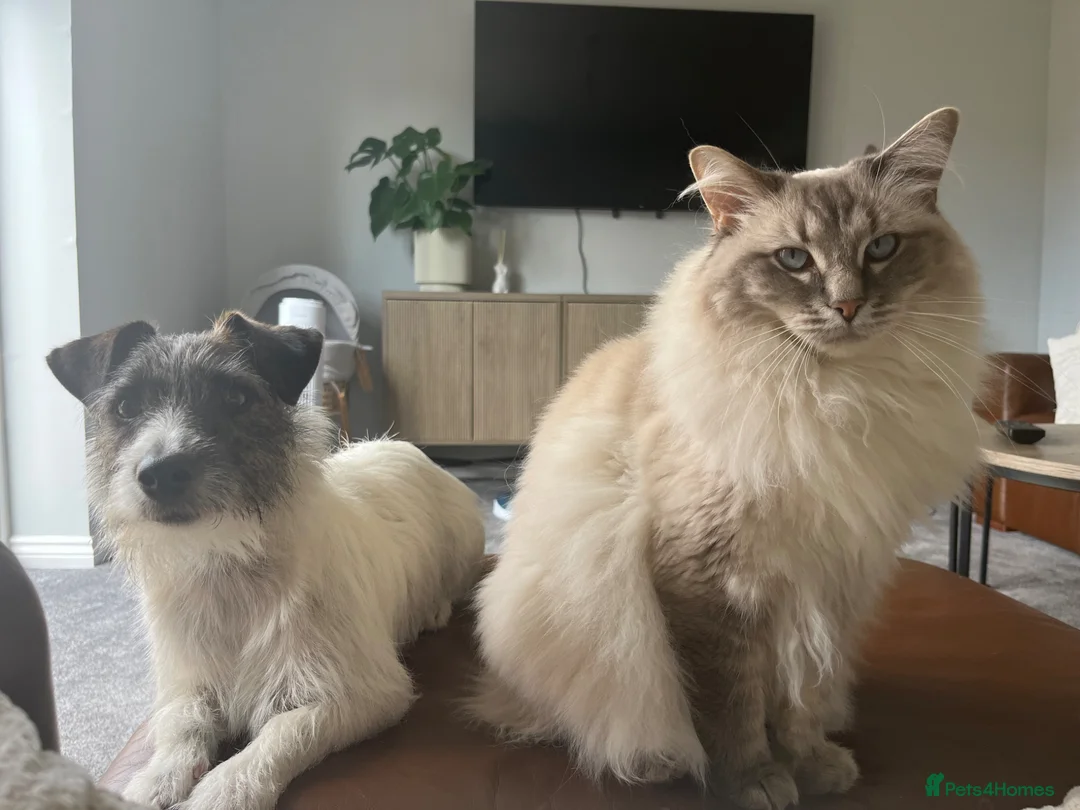 Ragdoll cats for sale: 6 Year Old Male Ragdoll - Rex in Andover - Advert 2