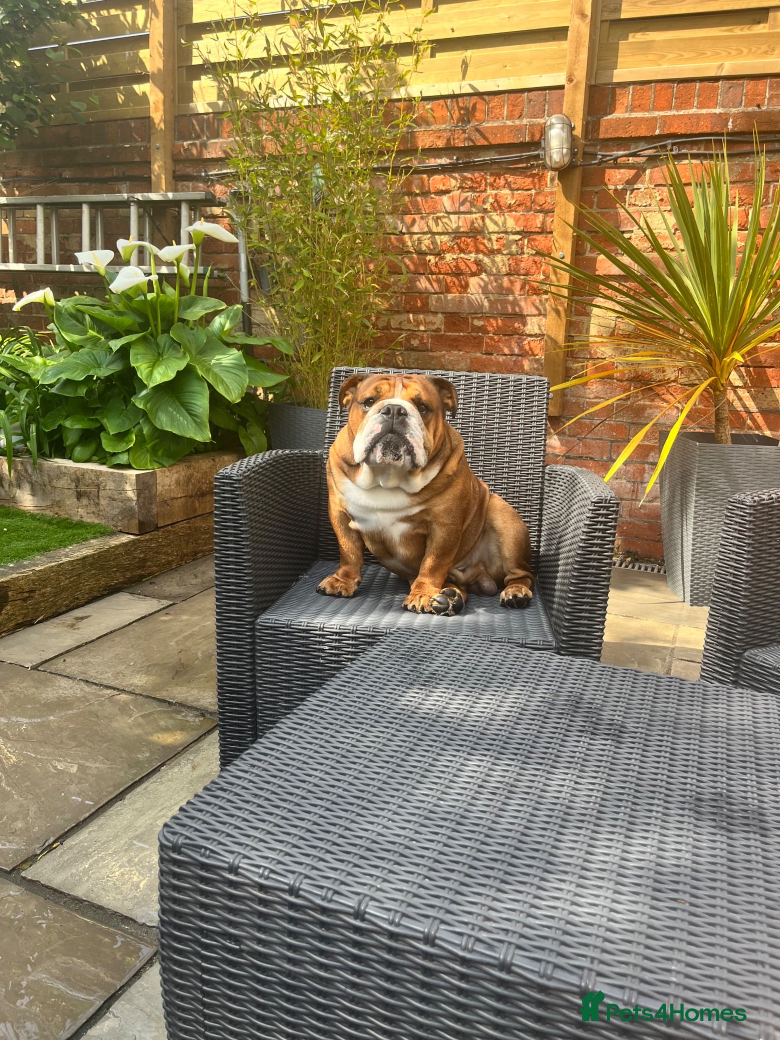 English Bulldog dogs Standard KC registered & health tested - Advert 6
