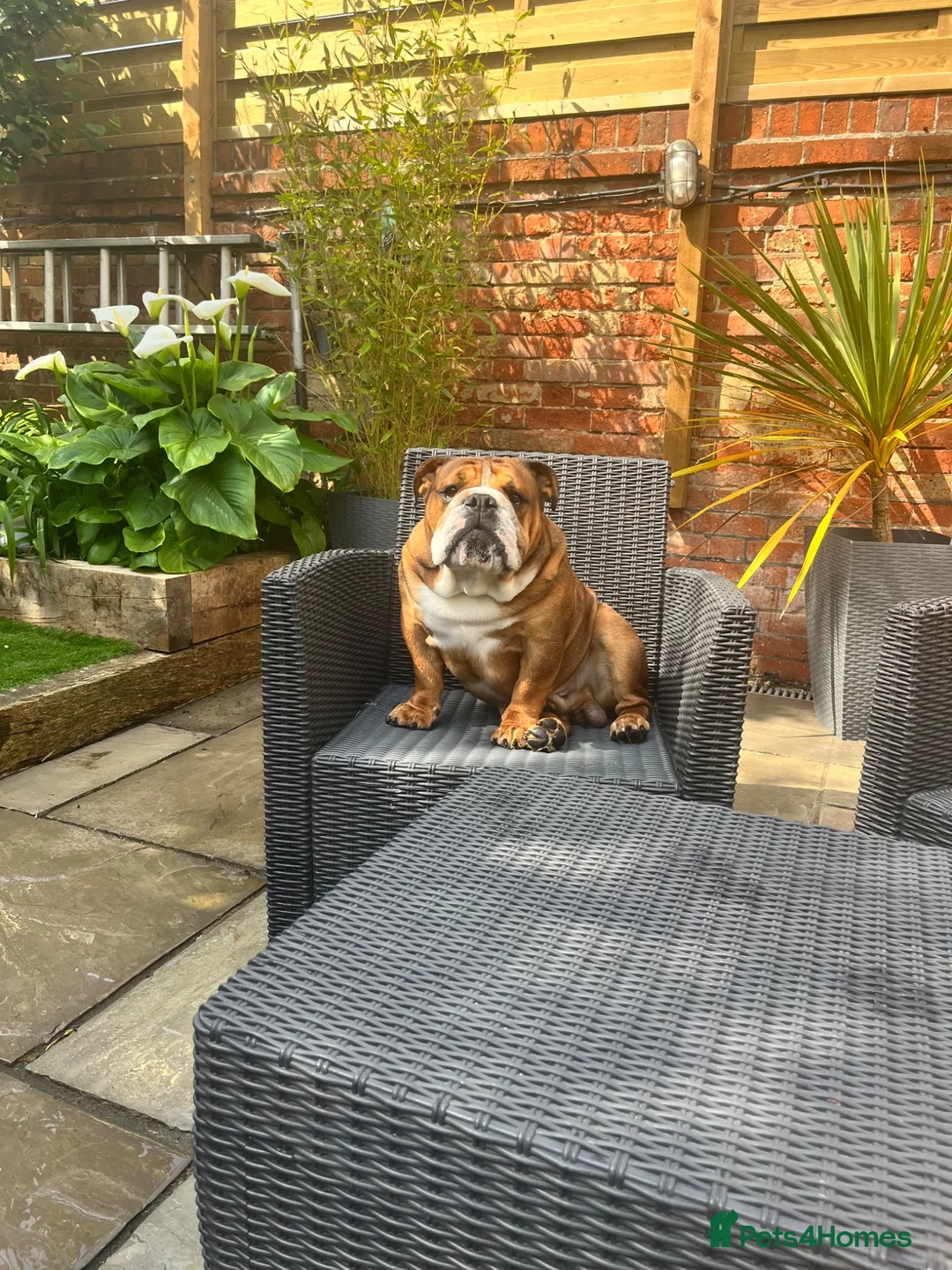 English Bulldog dogs for stud: Standard KC registered & health tested - Advert 1