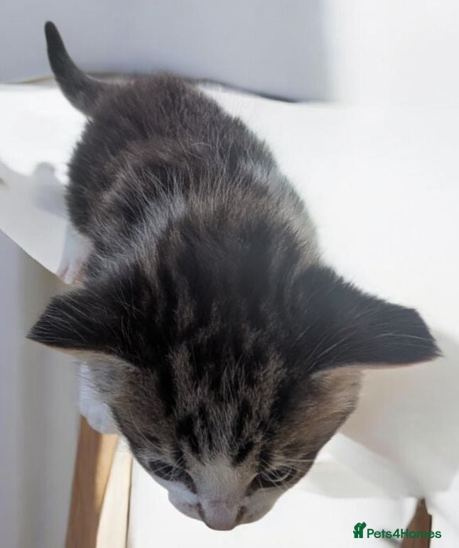 Persian cats Kitten looking for her forever home  - Advert 2