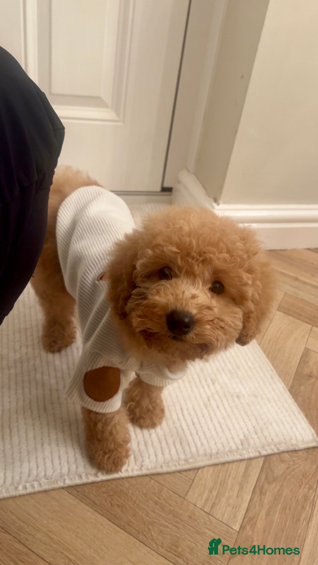 Miniature Poodle dogs for sale: 11 week old miniature poodle girl - Advert 3