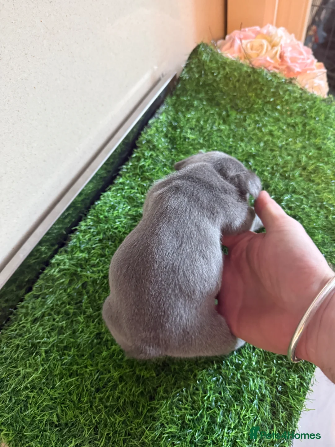 French Bulldog dogs for sale: French Bulldog Female ready now - Advert 35