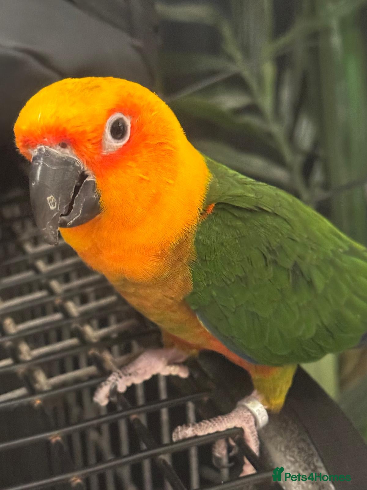 Conures birds Jenday Conure - Advert 1