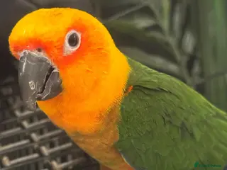 Conures birds Jenday Conure with cage - Advert 1