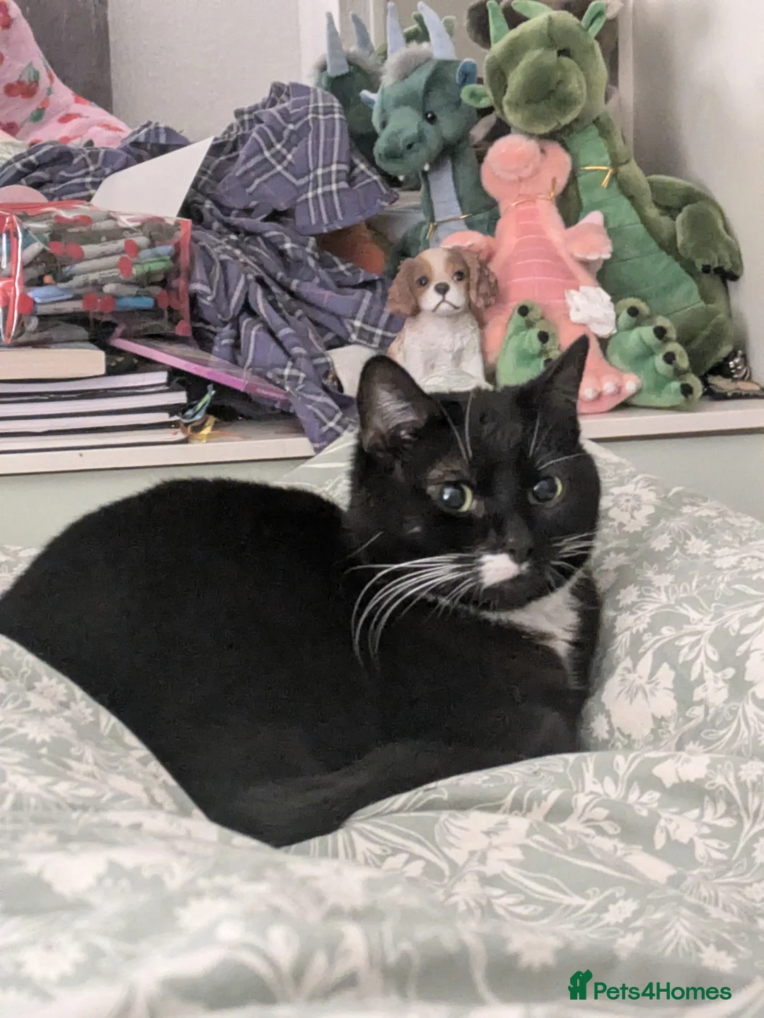 Domestic Shorthair cats for sale: Willow - Advert 2