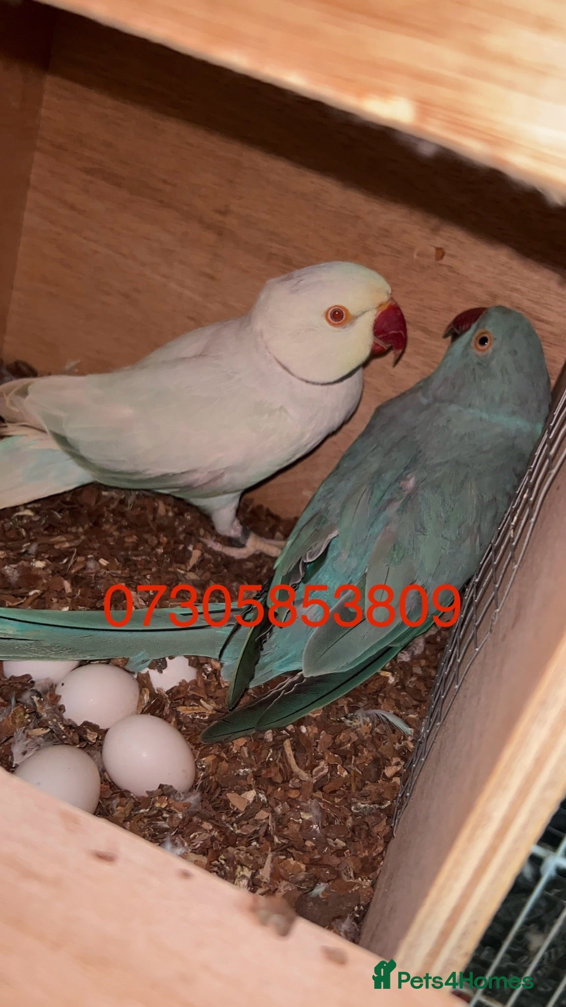 Ringnecks birds Proven Breeding Pair Ringneck Parrots  - Advert 6