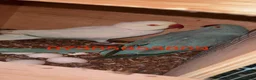 Ringnecks birds for sale: Proven Breeding Pair Ringneck Parrots  - Advert 1