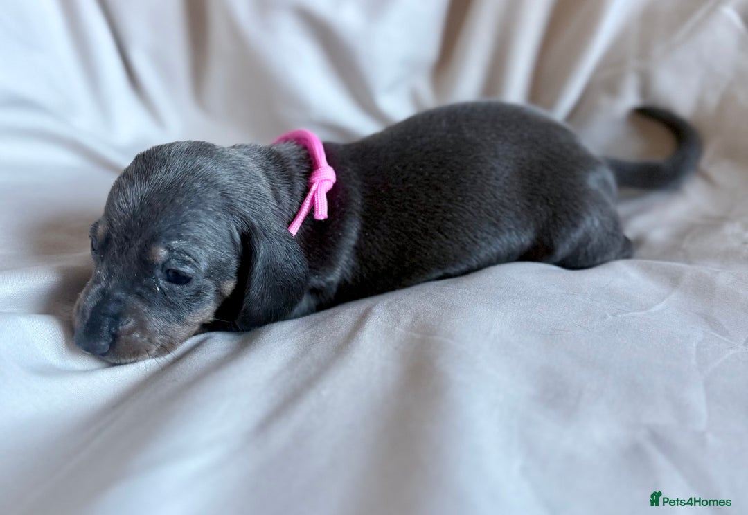 Miniature Dachshund dogs for sale: KC Registered Miniature Dachshunds - Advert 14