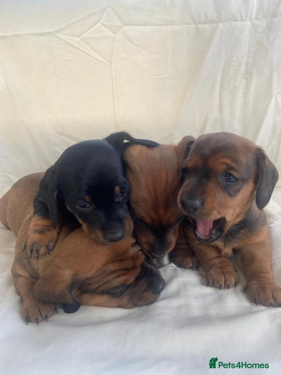 Dachshund dogs for sale: For Sale  - Advert 7
