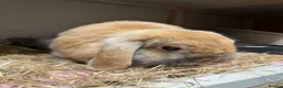 Mini Lop rabbits for sale: Bonded pair - mini lop & English cross  in Melton Mowbray - Advert 11