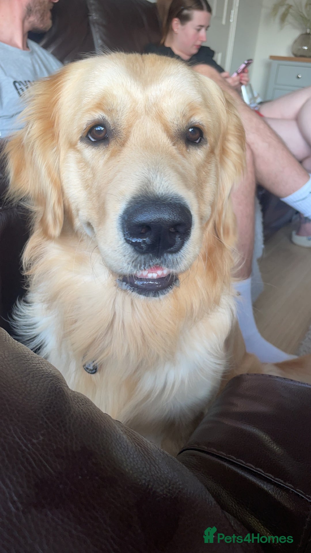 Golden Retriever dogs for stud: Proven Gorgeous Stud Dog - Image 9