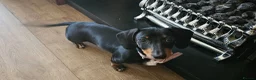 Miniature Dachshund dogs for sale: 4 month old female miniature dachshund  - Advert 7