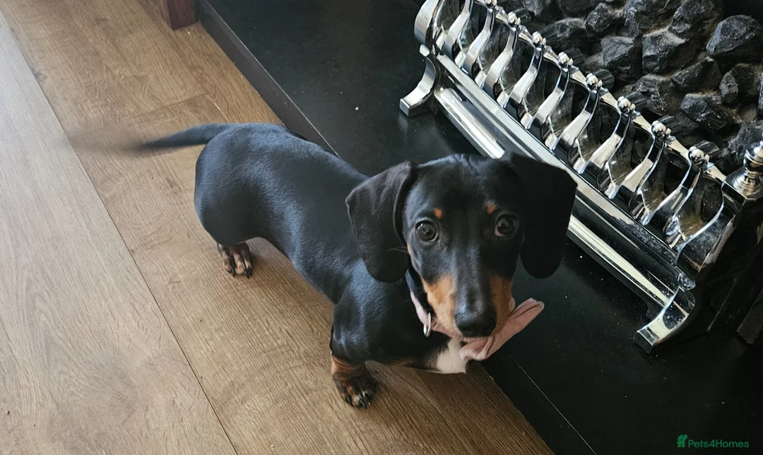 Miniature Dachshund dogs for sale: 4 month old female miniature dachshund  - Advert 7