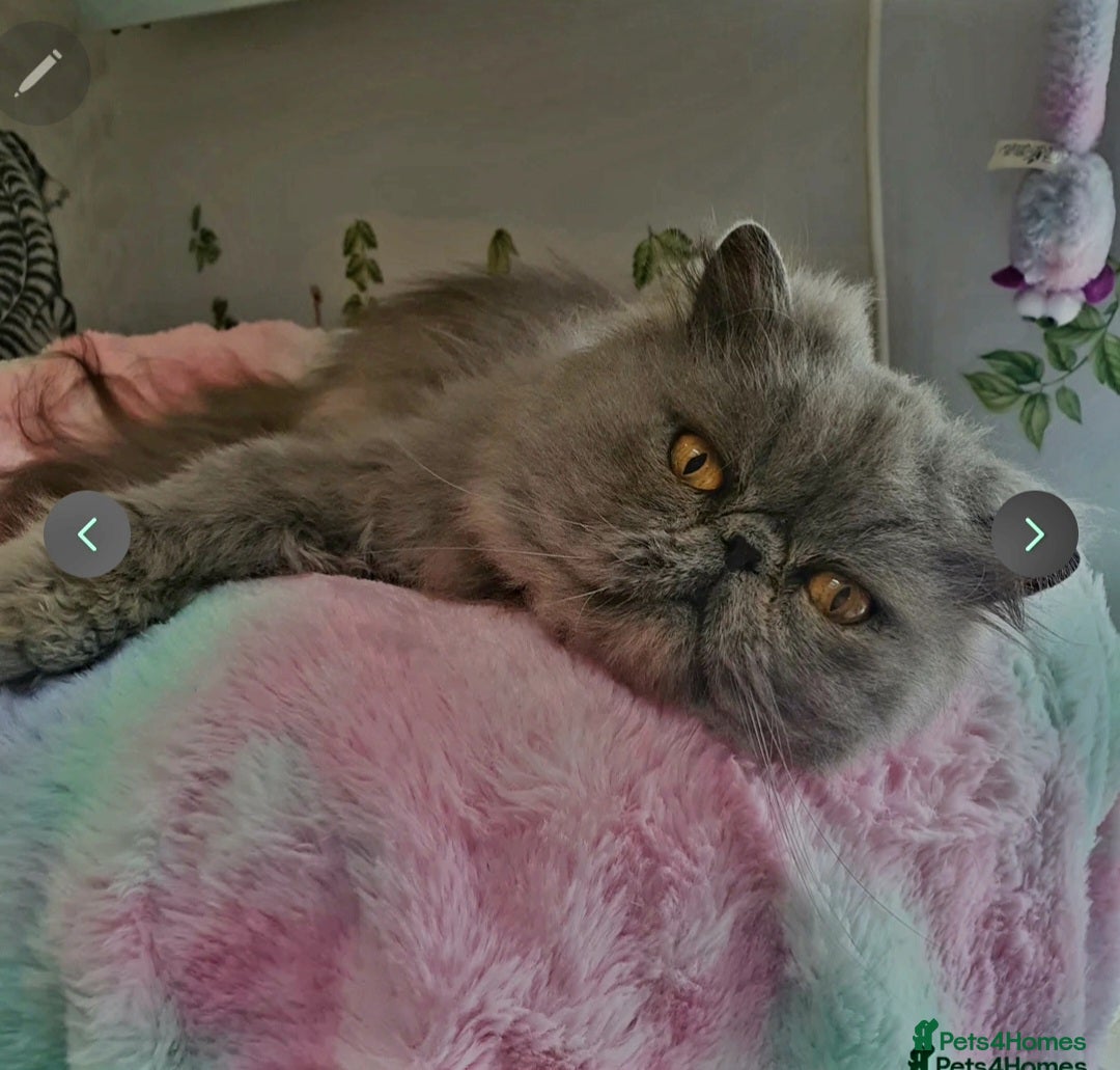 Persian cats for sale: Gorgeous GCCF Reg pure breed Persian Boy - Image 6