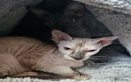 Sphynx cats for sale: Beautiful Sphynx X Siamese kittens - Image 38