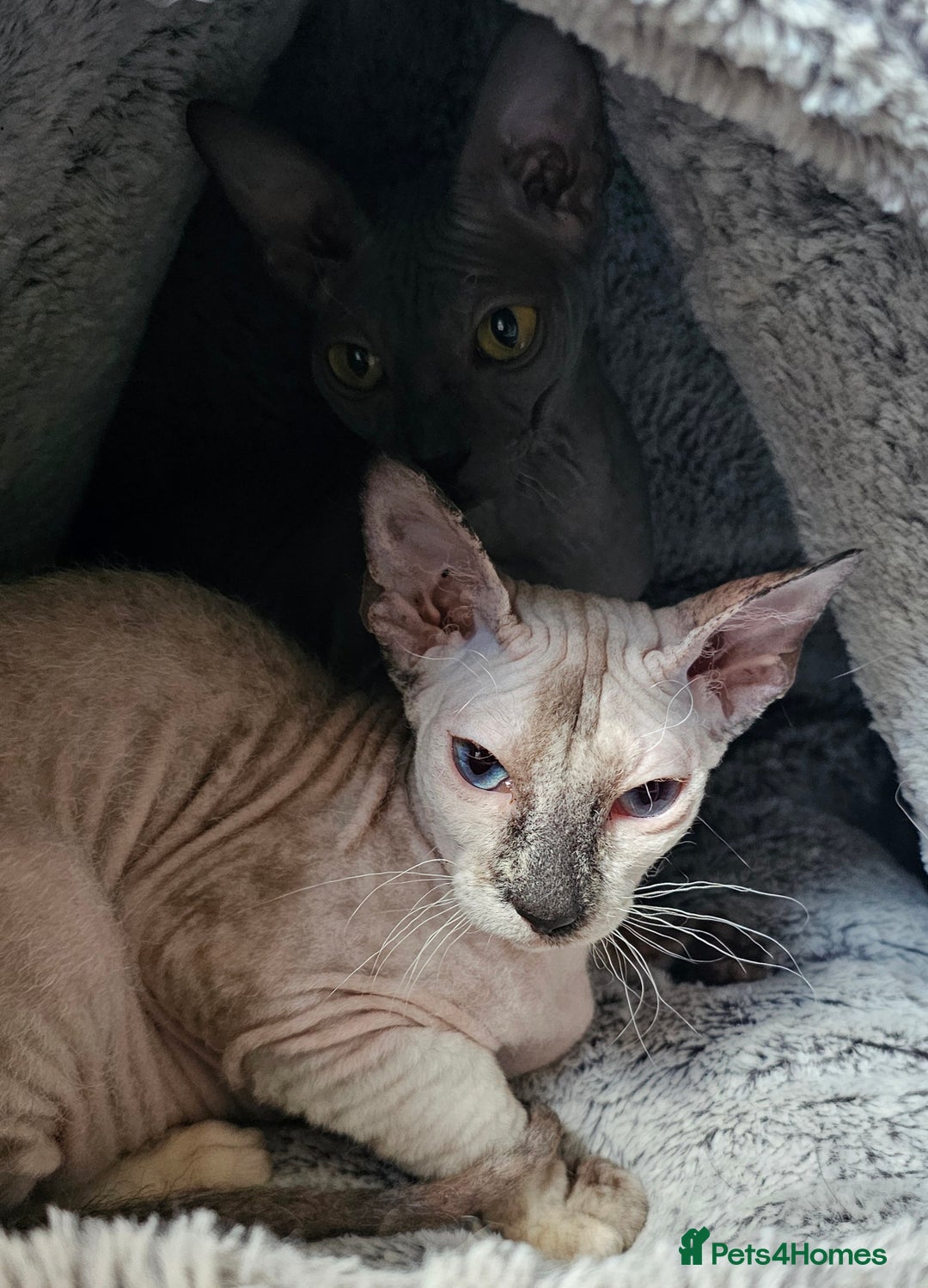 Sphynx cats for sale: Beautiful Sphynx X Siamese kittens - Image 38