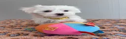 Maltese dogs for sale: Beautiful Maltese Puppies  - Advert 6