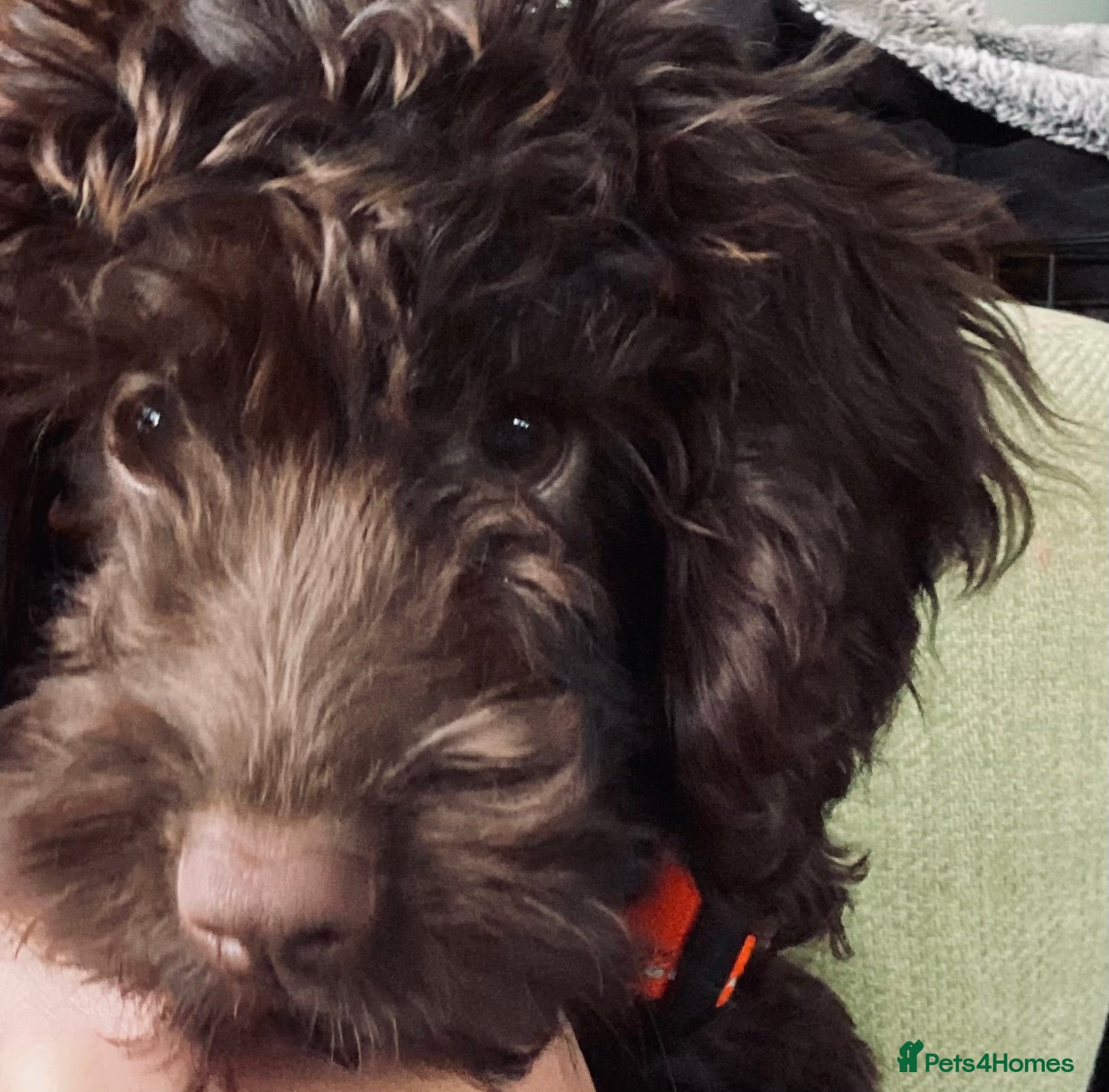 Cockapoo dogs AVAILABLE NOW - Female FI Cockapoo puppy - Advert 3