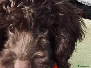 Cockapoo dogs AVAILABLE NOW - Female FI Cockapoo puppy - Advert 3
