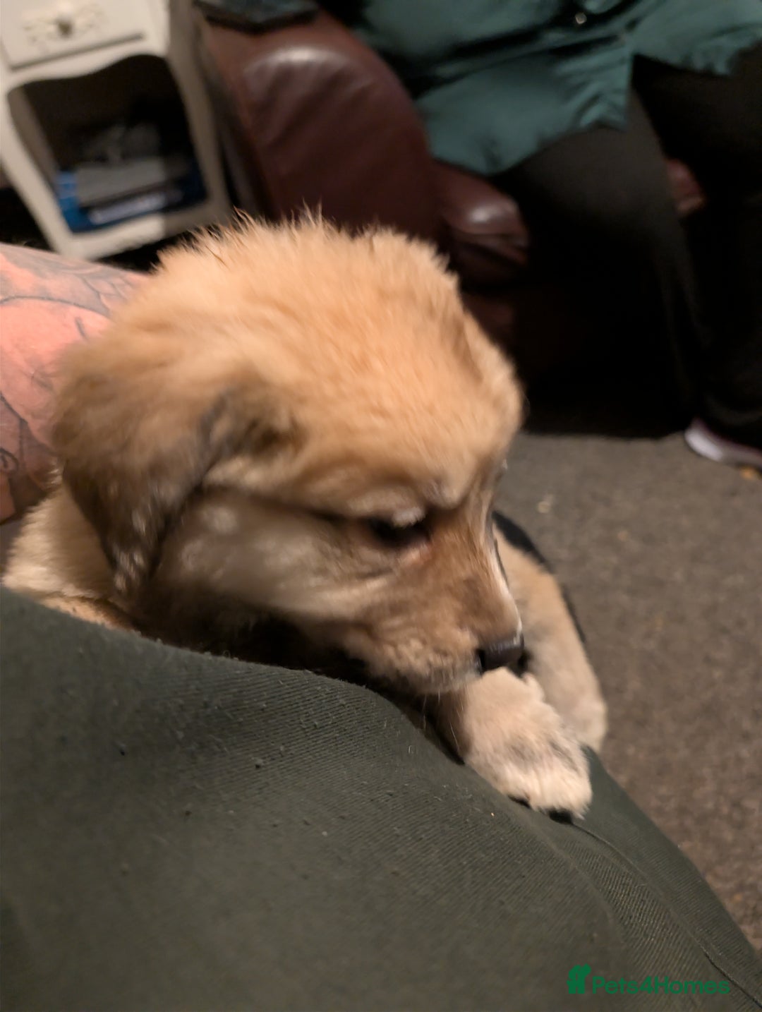 Mixed Breed dogs for sale: Bernese mountain dog X white swiss Shepard pups - Image 17