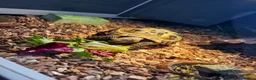 Tortoise reptiles for sale: Horsfield tortoise and set up in Oldham - Advert 3