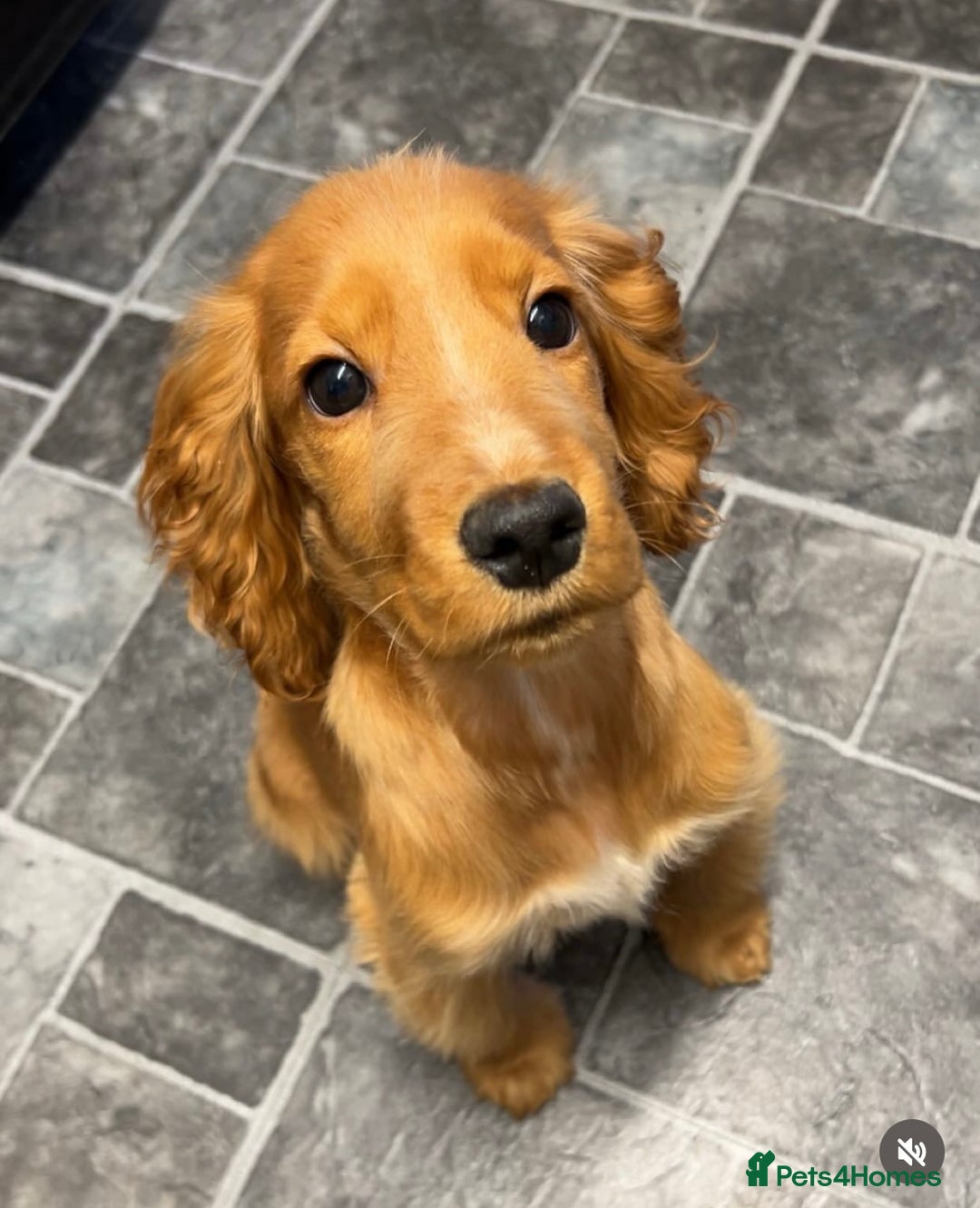 Cocker Spaniel dogs for sale: Cocker Spaniel Female 9 Months Old - Advert 3