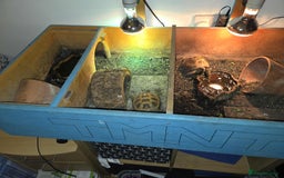 Tortoise reptiles for sale: 2 x horsefield tortoises - Image 1