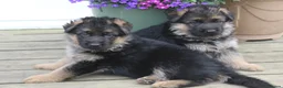 German Shepherd dogs for sale: Outstanding KC Registered German Shepherd Puppies - Advert 23