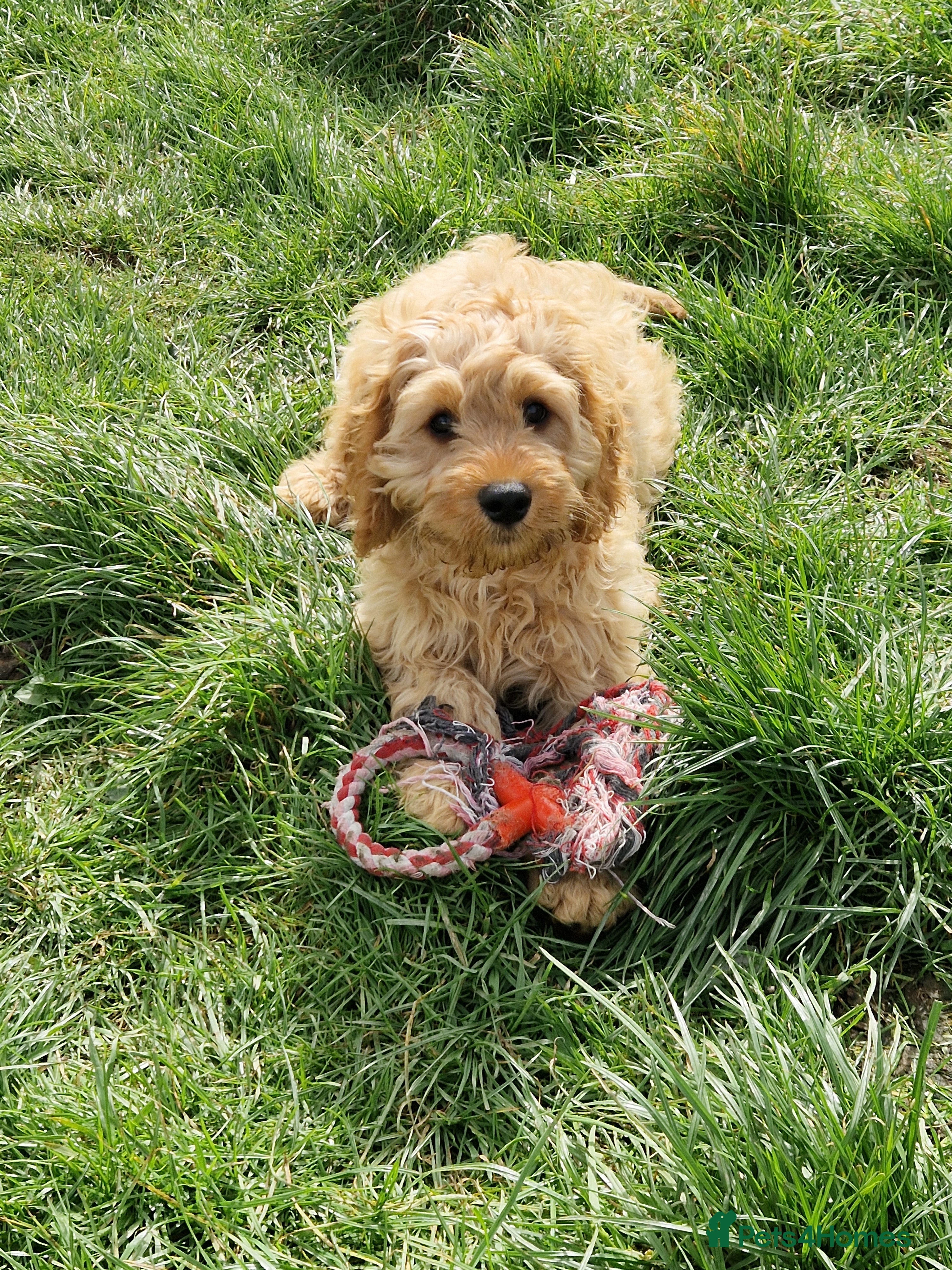 Cavapoo dogs Cavapoo Bundles of Joy 🥰 - Advert 13